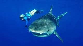 GoPro: Freediving with Tiger Sharks in 4K