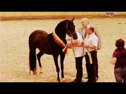 Black Arabian, Gramet, Gold ribbon stallion German Association winner stallion licensing 2013