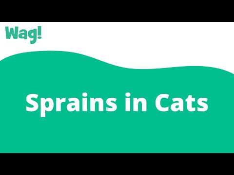 Sprains in Cats | Wag!
