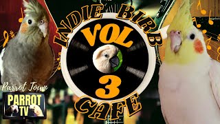 Indie Birb Cafe [Vol. 3] Calm Indie Folk Songs for Birds | Parrot Town TV for Your Bird Room