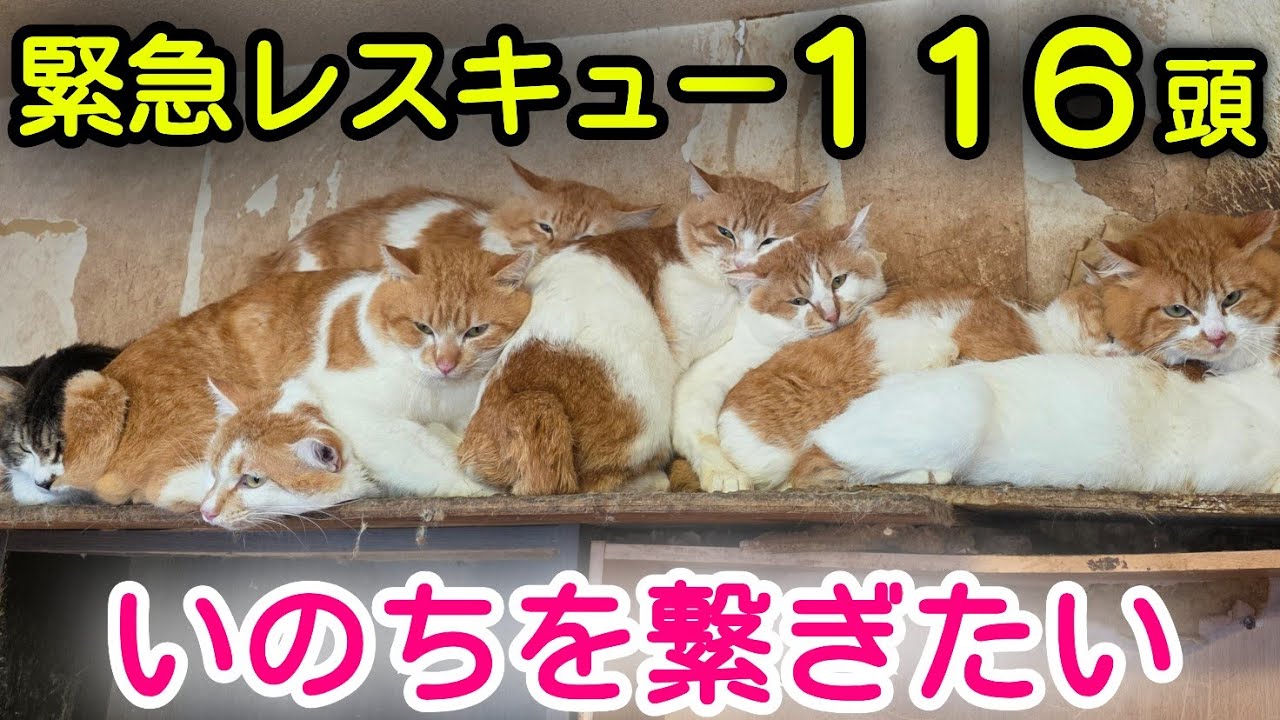 116頭の居場所が無くなる...すべての命を繋ぎたい【有吉工務店】