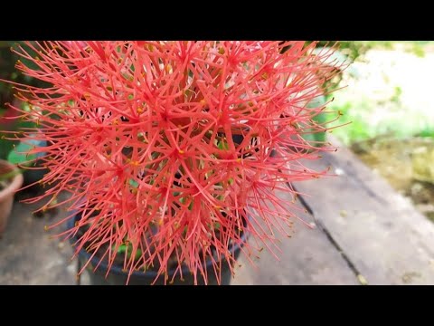 Como cultivar estrela do Natal e como fazer seu SUBSTRATO