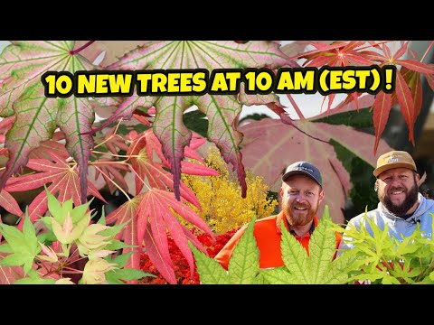 10 New Plants at 10 AM (EST) on MrMaple | Japanese Maples | Rare Plants 5.23.23