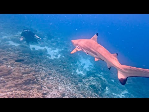Scuba Diving Baros House Reef in the Maldives