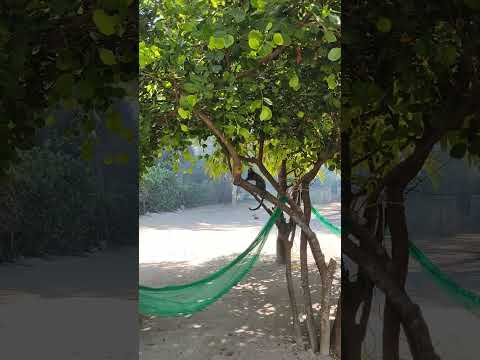 camping Maragogi ( Alagoas )