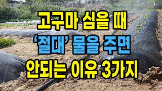 고구마 심을때 절대 물을 주면 안되는 이유 3가지