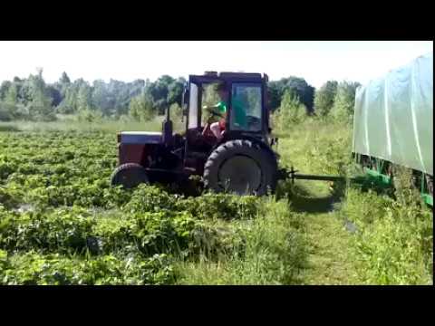 Инновационное устройство для сбора клубники