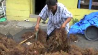 preview picture of video 'A Seaweed Village in South Sulawesi, Indonesia'