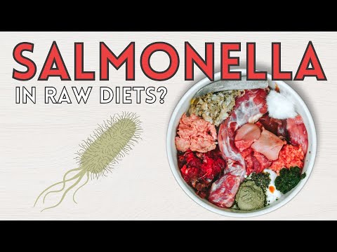 Can Raw Diets Give Your Pet Salmonella?