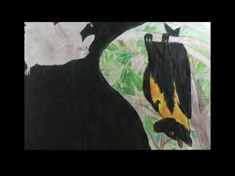 Designed For The Truth (Ep 3 God's Amazing Animals Edition)