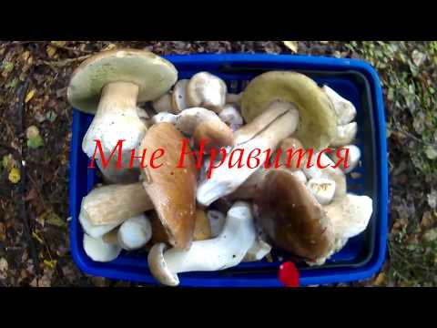 Скочив на 3 години по гриби. Вскочил на 300 по грибы. Sliced for 3 hours on mushrooms