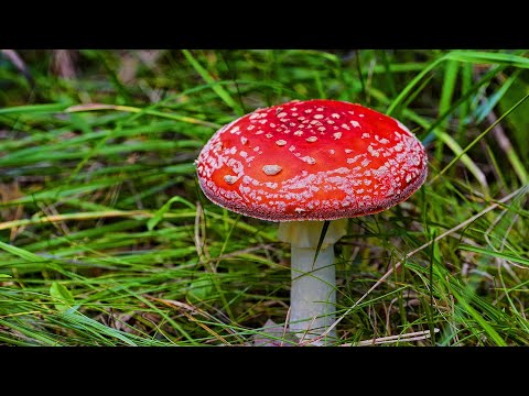 СЪЕЛ МУХОМОР!!!СМОТРЕТЬ ВСЕМ!!!ГРИБЫ 2020
