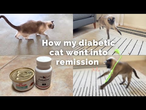 From Insulin to Remission: My Diabetic Cat's Incredible Journey!