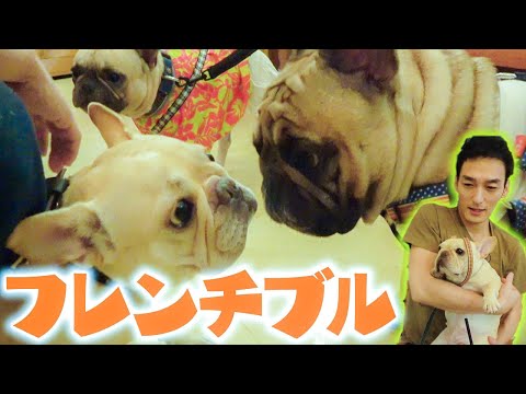 フレンチ ブルドッグ
