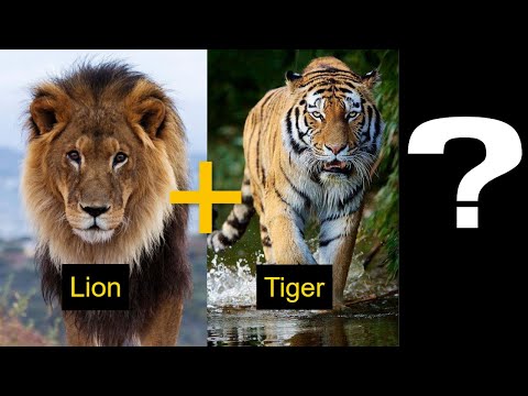Hybrid Animals - Top 10 Hybrid Animals In The World (2021)
