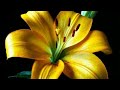 O Hugale Nimantheye Nanu Malla Movie Eepreetiya Maretu WhatsApp Status Ravichandran