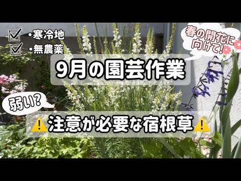 園芸 絶滅危惧種のレッドリストに載っているハリネズミ