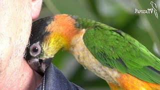 Caiques - Appreciated Parrots