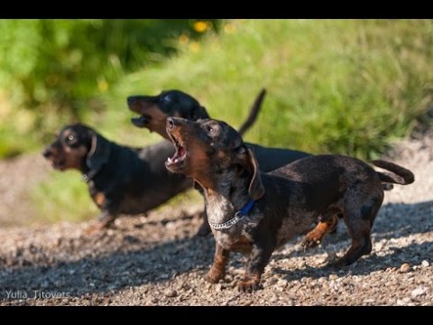 download lagu mp3 mp4 Dachshund Barking, download mp3 Dachshund Barking free download, download mp3 Dachshund Barking