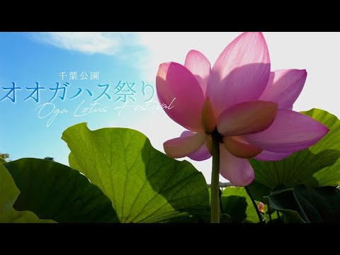 【PV】千葉公園の大賀ハスまつり2022（制作：東京情報大学）