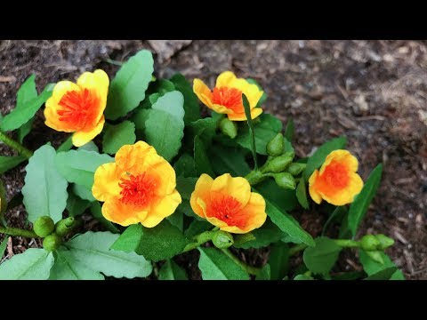 ABC TV | How To Make Portulaca Oleracea Paper | Flower Die Cuts - Craft Tutorial