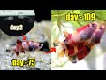 Betta Fish GROWTH ( multicolor ) from 0   day 109