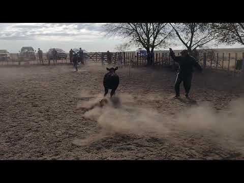 yerra en el Establecimiento San Juan
