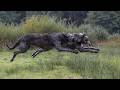 The Wolf EXTERMINATOR Irish Wolfhound A Murderer Or A Pet
