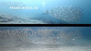 preview picture of video 'Lanzarote: Tauchen - Diving - Bucear in HD'