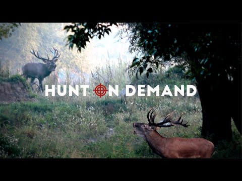 Hunt on Demand I Die besten Jagdvideos im Netz! Jetzt kostenlos testen! (Official Trailer 2020)