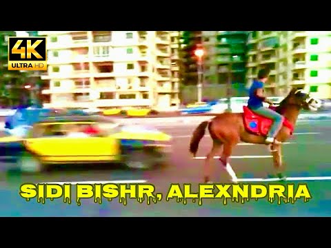Watch a Horse on Sidi Bishr Beach of Alexandria Egypt Trend
