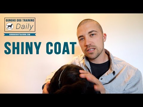 YouTube video about: How to make a dog's coat shiny?