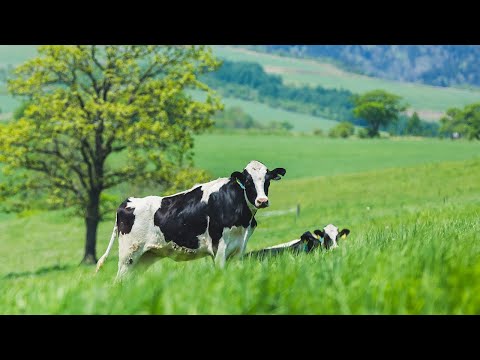 【GREEN WEB】ナイタイ高原牧場（JA上士幌町／上士幌町）
