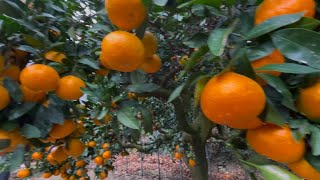 Mikan Oranges Picking みかん狩り🍊#gamagori #festival market #mikan