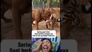 Download lagu Harimau vs Pitbull mp3
