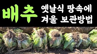 배추???? 옛날식 땅속에 묻는 겨울 보관방법????