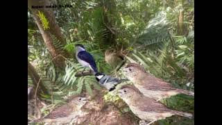 Download lagu Mp3 Crerecatan burung Flamboyan cocok buat pikat burung Flamboyan yang bergerombol mp3 Download lagu Mp3 Crerecatan burung Flamboyan cocok buat pikat burung Flamboyan yang bergerombol mp3