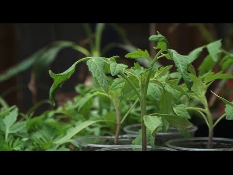 stadt-panorama TV: Pflanzentauschbörse in Neukirchen-Vlyun