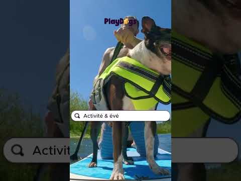 PlayDogs : Walk with your dog