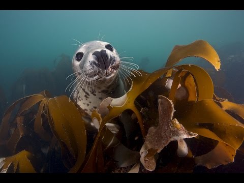 Die Tauch-Profis: Rätsel um U-Boot UC71 © ZDF Doku mit Robert Marc Lehmann / Submaris