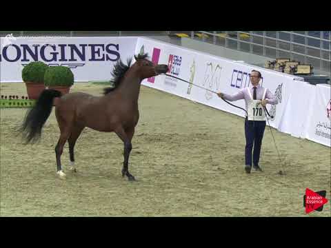 170 PHARAOH HBV Sharjah International 2018