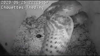 Câlins et accouplements