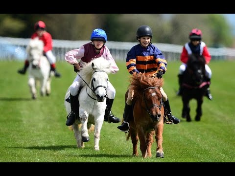 Shetland pony racing!