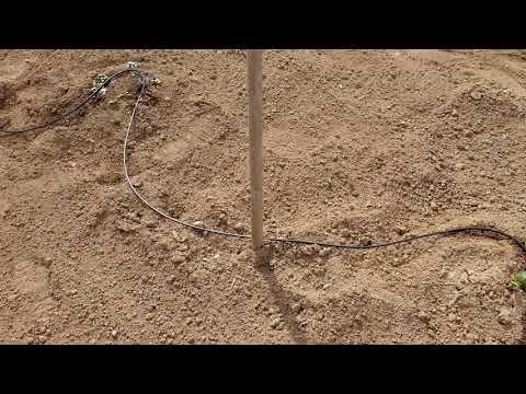 The Chainsaw Guys Garden