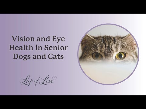 Vision and Eye Health in Senior Dogs and Cats