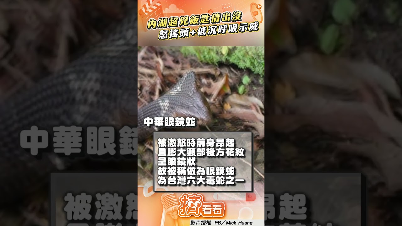 影音/內湖「超兇飯匙倩」出沒! 怒搖頭+低沉呼吸網:金派