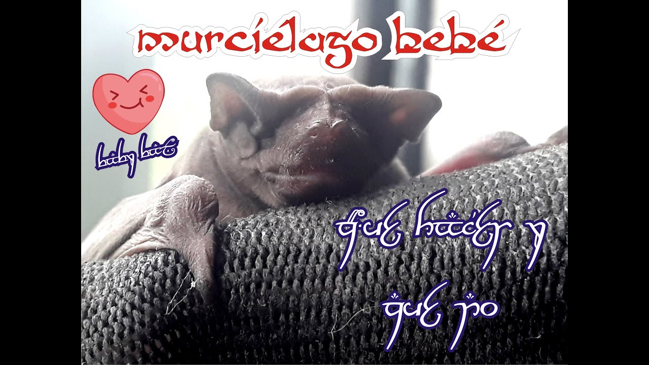 Watch Rescate de murciélago bebé ^・ェ・^ Lo que debes hacer y que no si te encuentras un baby Bat Now Rescate de murciélago bebé ^・ェ・^ Lo que debes hacer y que no si te encuentras un baby Bat