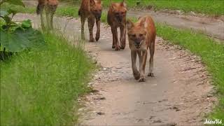preview picture of video 'pench tiger Reserve wild dogs'