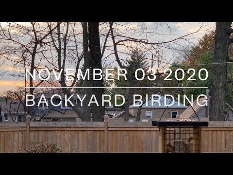 Woodpeckers, Chickadees and Nuthatches