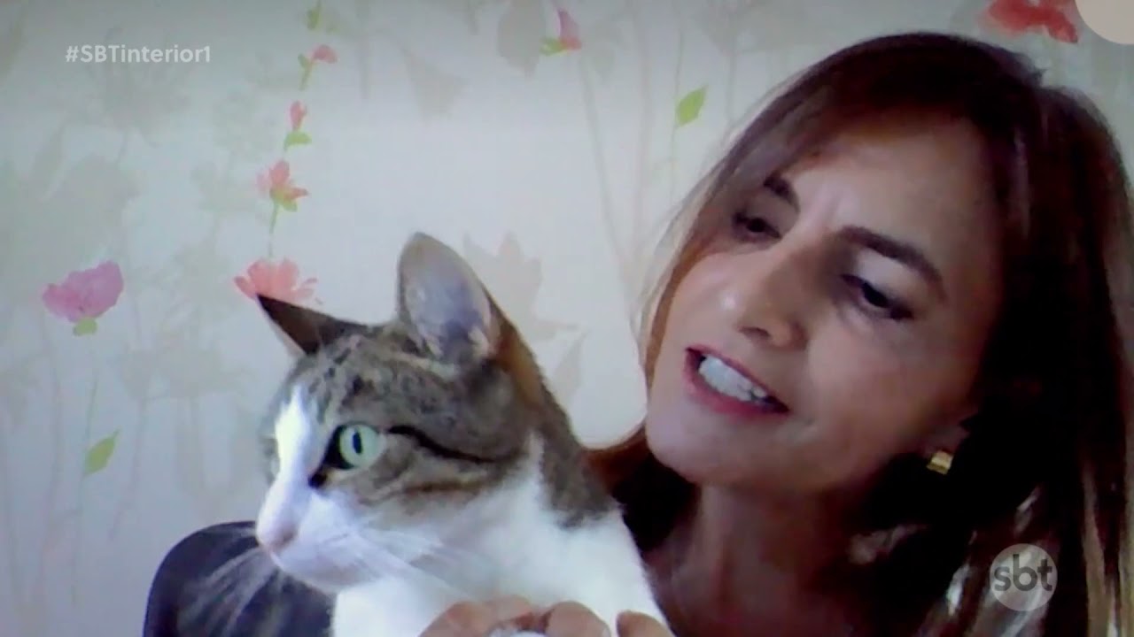 Linfoma alimentar se mostra muito comum em gatos